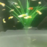 ماهی گوپی گلدن یلو