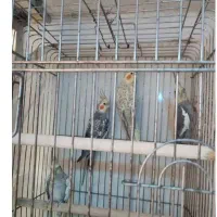 فروش عروس هلندی