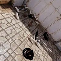 کفتر نقش|پرنده|زارچ, |دیوار