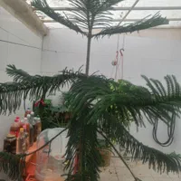 کاج مطبق|گل و گیاه طبیعی|تهران, مجیدیه|دیوار