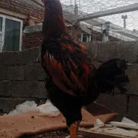 خروس لاری