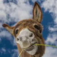 درآمده با گوشی، هدیه دریافت کن