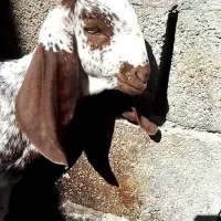 شنک ماک چینی فروشی