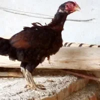 مرغ لاری اصل