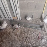 کفتر کله دم سبز|پرنده|کرج, کوی مهر|دیوار