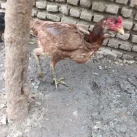 مرغ لاری|حیوانات مزرعه|گرگان, |دیوار