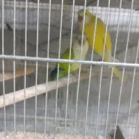 جفت های مولد راهب