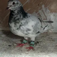 کفتر|پرنده|سبزوار, قلعهنو دهزار|دیوار