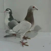 کبوتر کله هما هفرنگ نر و ساده امری ماده