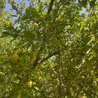 باغبان سیار