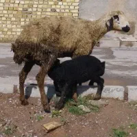 میش جوان با بره نر