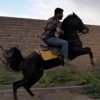 هخامنش
