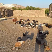تعدادی غاز وبوقلمون|حیوانات مزرعه|قم, نیروگاه|دیوار