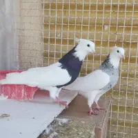 کبوتر طوقی پاصاف کاکلی الماسی|پرنده|یاسوج, |دیوار