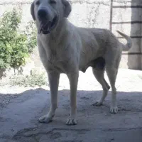 واگذاری سگ ماده عراقی