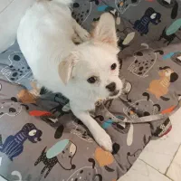 شیواوا پامر