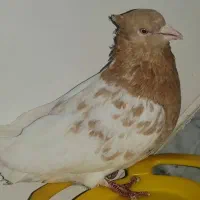 کله زرد ماده