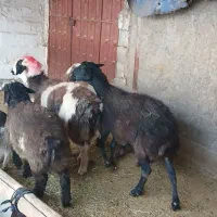 3 راس میش چاق بستنی|حیوانات مزرعه|مرودشت, استادیوم‎|دیوار