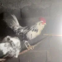 خروس|پرنده|زنجان, |دیوار