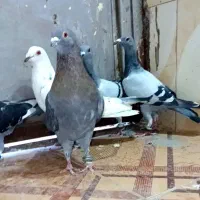 کبوتر 6 عدد پلاکی نر همه باهم 1600مفت