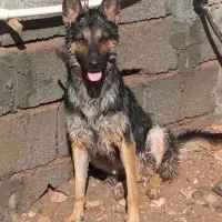 سگ ژرمن ماده 4ماه