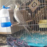 فروش عروس هلندی