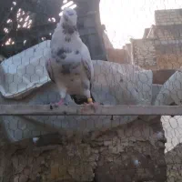 کفتر
