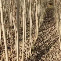 نهال صنوبر مناسب ساماندهی‌فضای‌سبز|خدمات باغبانی و درختکاری|بابل, |دیوار