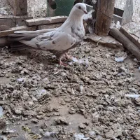 دوشاب گویوخ نر جوجه امسال