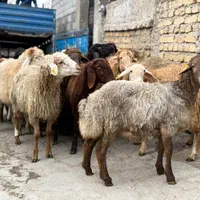 فروش گوسفند سرتاسر تهران باسکول دیجیتالی درب منزل