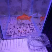 ماهی گلد فیش و ماهی گوپی