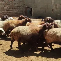 نیازمند چوپان وارد