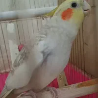 عروس هلندی مولد|پرنده|تبریز, |دیوار