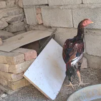 خروس جوانه|حیوانات مزرعه|سراوان, |دیوار