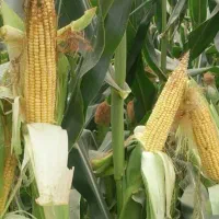 ذرت علوفه زیر قیمت بازار