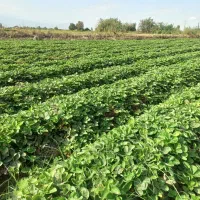 نهال توت فرنگی سابرینا