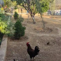 خروس محلی اصل جوان