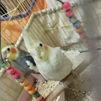 عروس هلندی|پرنده|رشت, باهنر|دیوار
