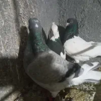 900هزارتومان کبوتر