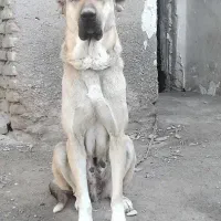 ماده پژدر خالص