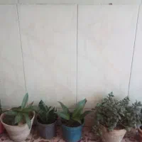 گل طبیعی|گل و گیاه طبیعی|نیشابور, ابراهیمی|دیوار