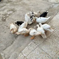 اردک اسرائیلی