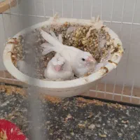 فنچ بنگالی پرستار