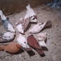 کبوتردرکبوتر|پرنده|بروجرد, |دیوار