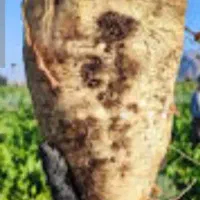 چغندر|خوردنی و آشامیدنی|سلماس, |دیوار