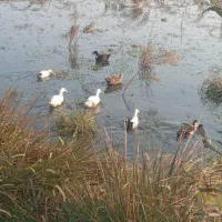 فروش اردک محلی پاک شده و زنده، تمام ارگانیک