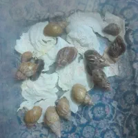 فروش حلزون|لوازم جانبی حیوانات|پادنا, |دیوار