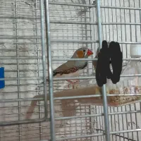 فنج نر لپ قهوه ای بالغ|پرنده|شیراز, نصر|دیوار