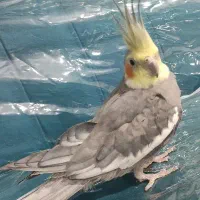 عروس هلندی