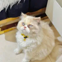 فروش گربه نژاددار خوشگل و اصیل|گربه|کیش, |دیوار